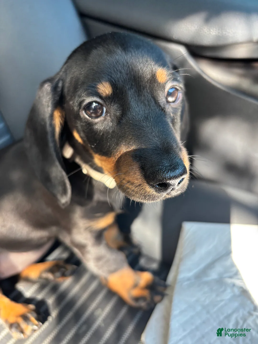 Dachshund dogs for sale: Dachshund Puppy 4 - Ad 3