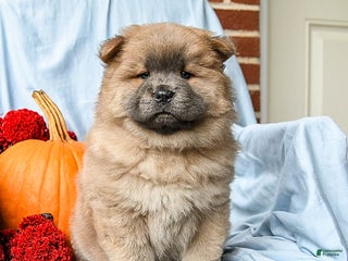 Chow Chow dogs - Ad 5