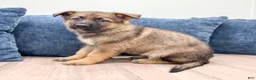 German Shepherd dogs for sale: Moby - Ad 5