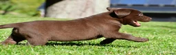 Labrador Retriever dogs for sale: Jackson - Ad 7
