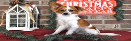 Papillon dogs for sale: Alex - Ad 3