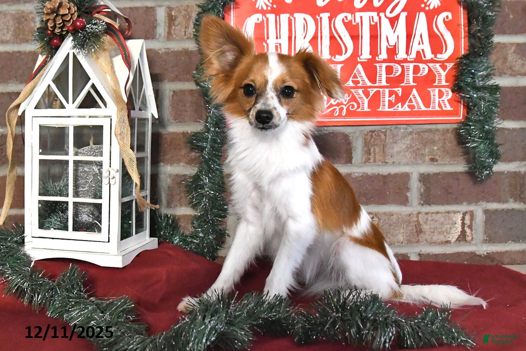 Papillon dogs for sale: Alex - Ad 3