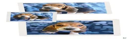 Basset Hound dogs for sale: Everest  - Ad 4