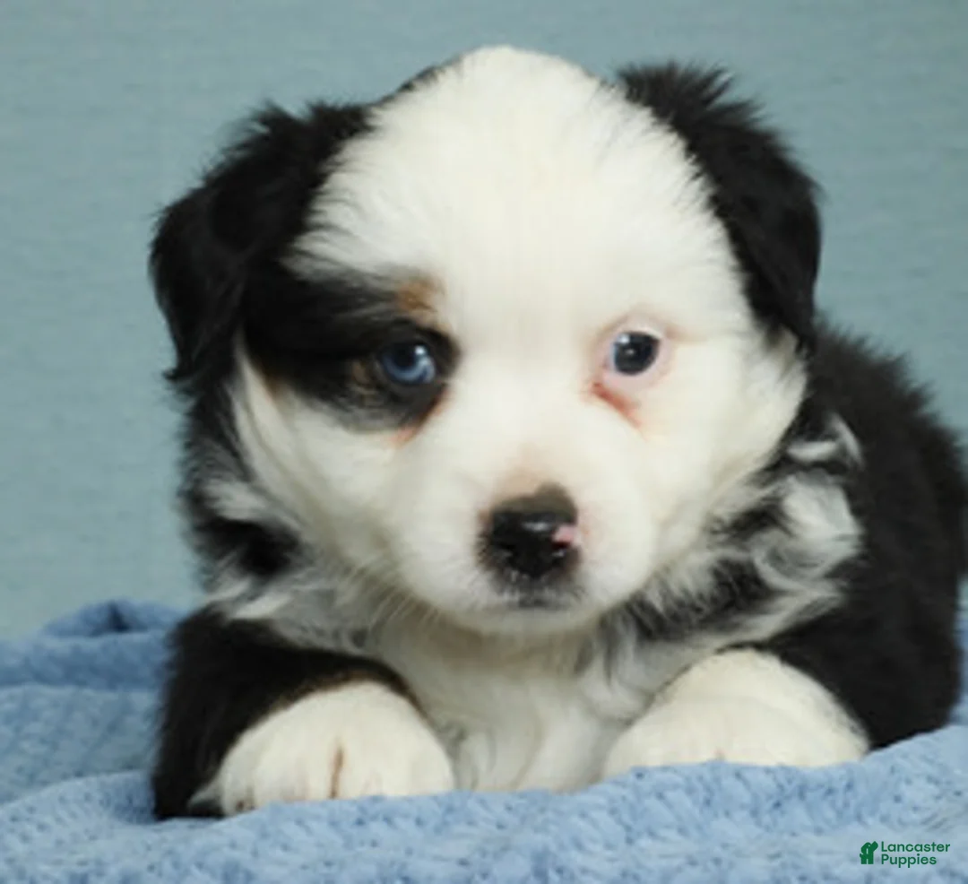 Miniature Australian Shepherd dogs for sale: Redwood 🌾 - Ad 1
