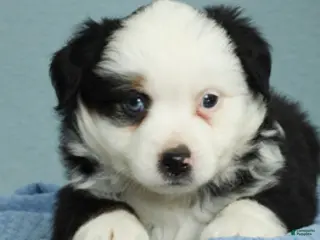 Miniature Australian Shepherd dogs for sale: Redwood 🌾 - Ad 3