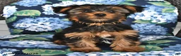 Yorkshire Terrier dogs for sale: Timothy - Ad 3
