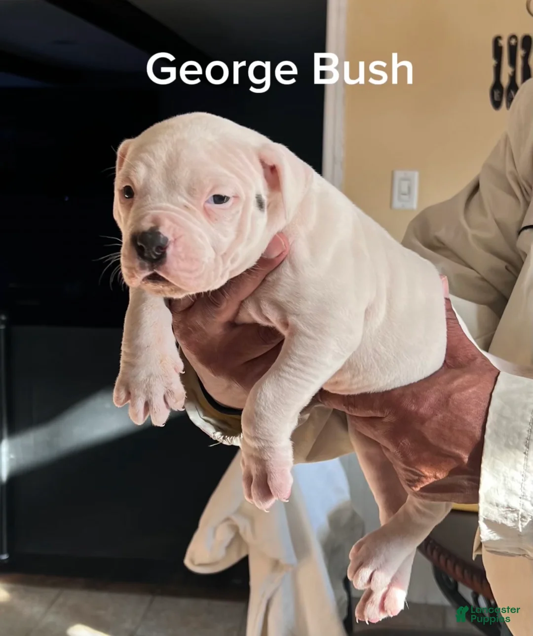 Mixed Breed dogs for sale: George Bush - Ad 1