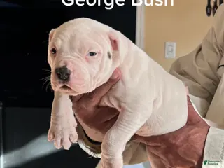 Mixed Breed dogs for sale: George Bush - Ad 2