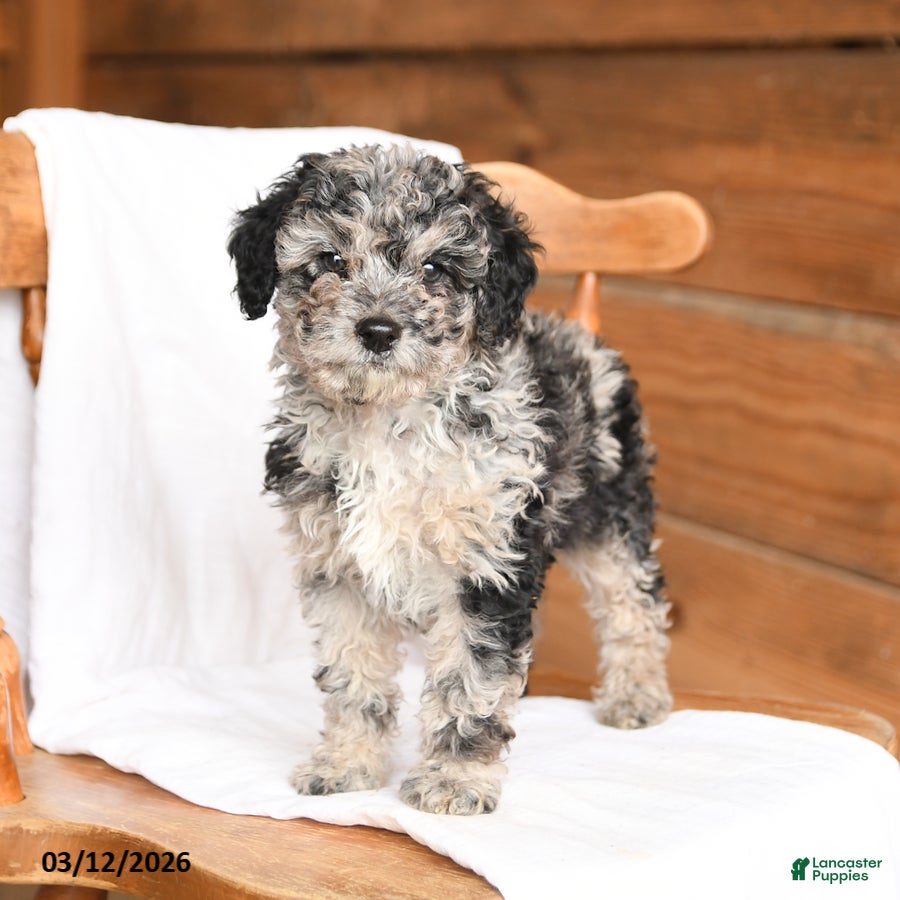 Miniature Poodle dogs Tucker - Ad 1