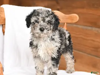 Miniature Poodle dogs for sale: Tucker - Ad 2