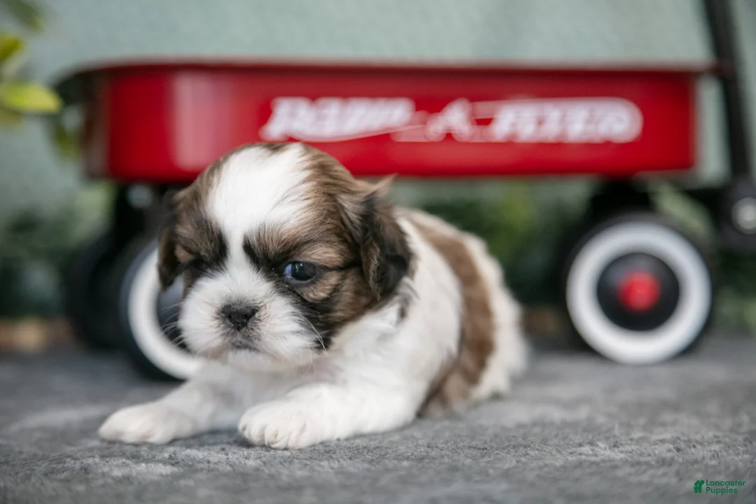 Shih Tzu dogs for sale: Rosie - Ad 3