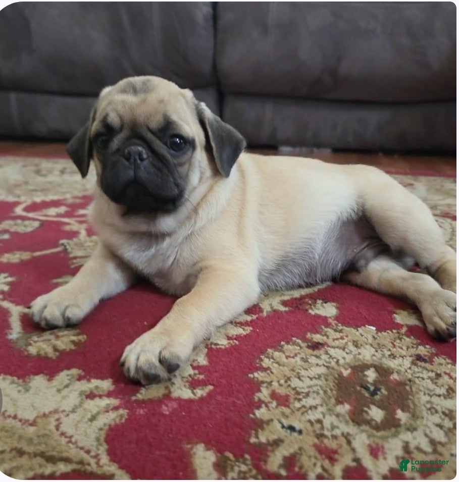 Pug dogs Prince - Ad 6