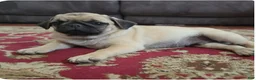 Pug dogs for sale: Prince - Ad 1