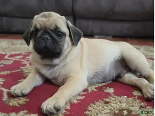 Pug dogs Prince - Ad 6
