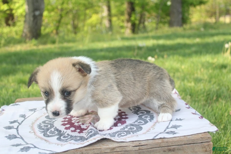 Welsh Corgi Pembroke dogs Bailey - Ad 2