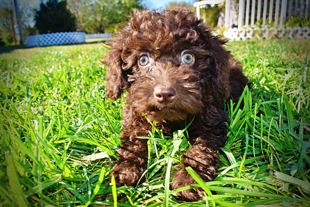 Havapoo dogs for sale: Isabella - Ad 9