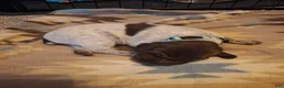 German Shorthaired Pointer dogs for sale: German Shorthaired Pointer Willow - Ad 31