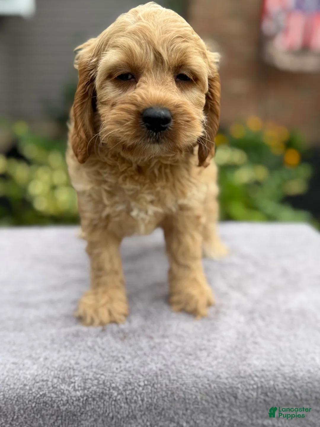 Cockapoo dogs for sale: Pam - Ad 5