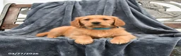 Golden Retriever dogs for sale: Bailey - Ad 1