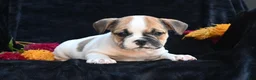 Mixed Breed dogs for sale: Jax - Ad 8
