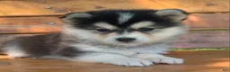 Alaskan Klee Kai dogs for sale: Happy Little Charlotte! - Ad 11