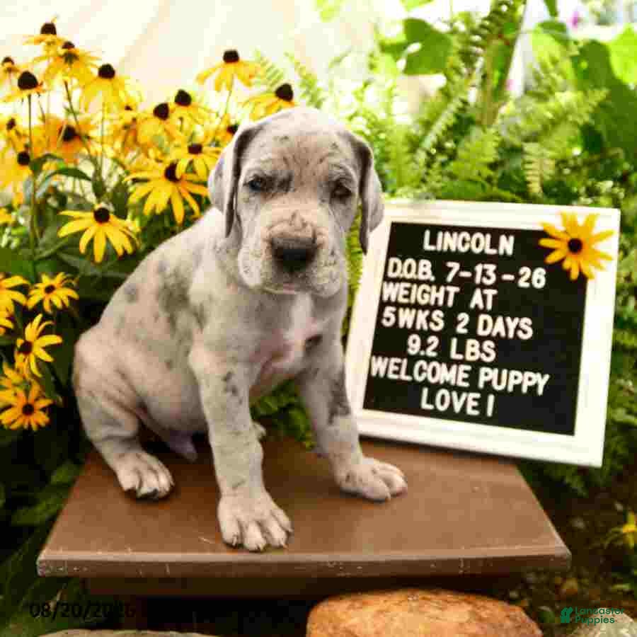 Great Dane dogs Lincoln - Ad 2