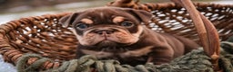 English Bulldog dogs for sale: Brutus - Ad 2