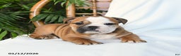 English Bulldog dogs for sale: Molly - Ad 5