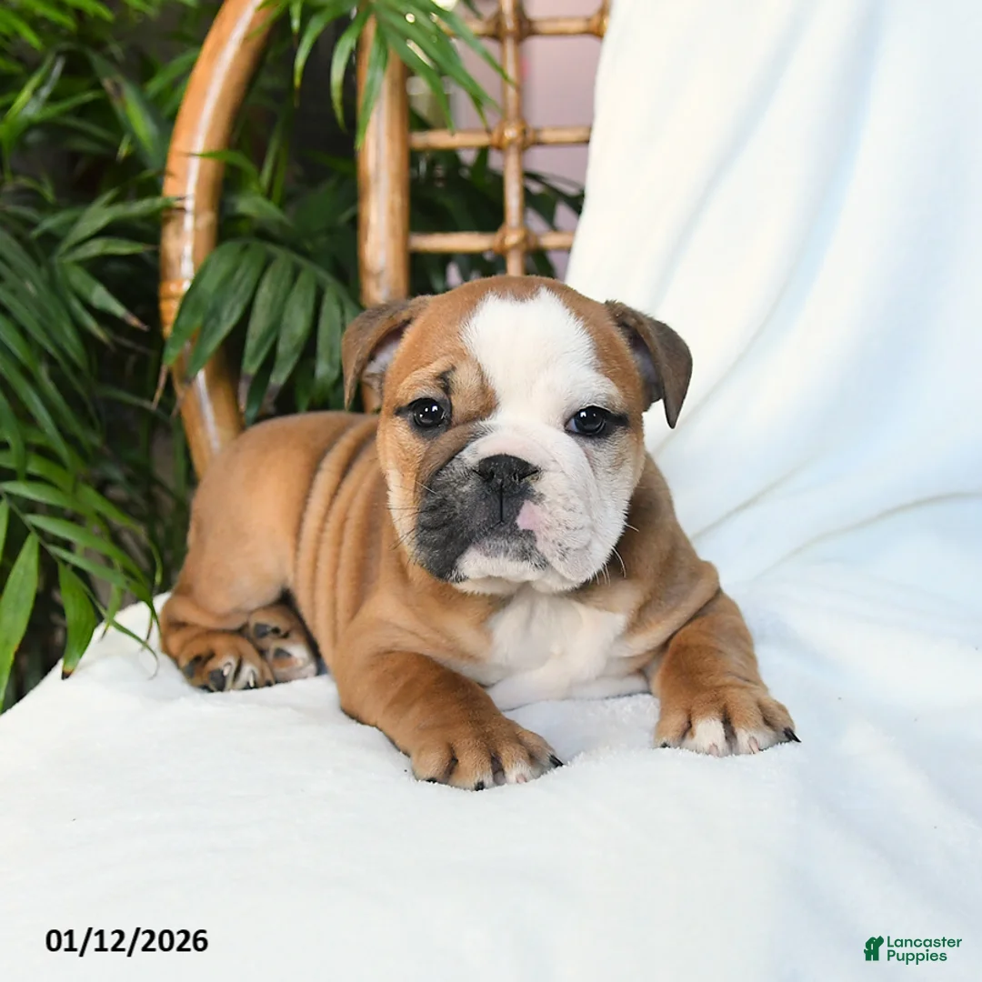 English Bulldog dogs for sale: Molly - Ad 10