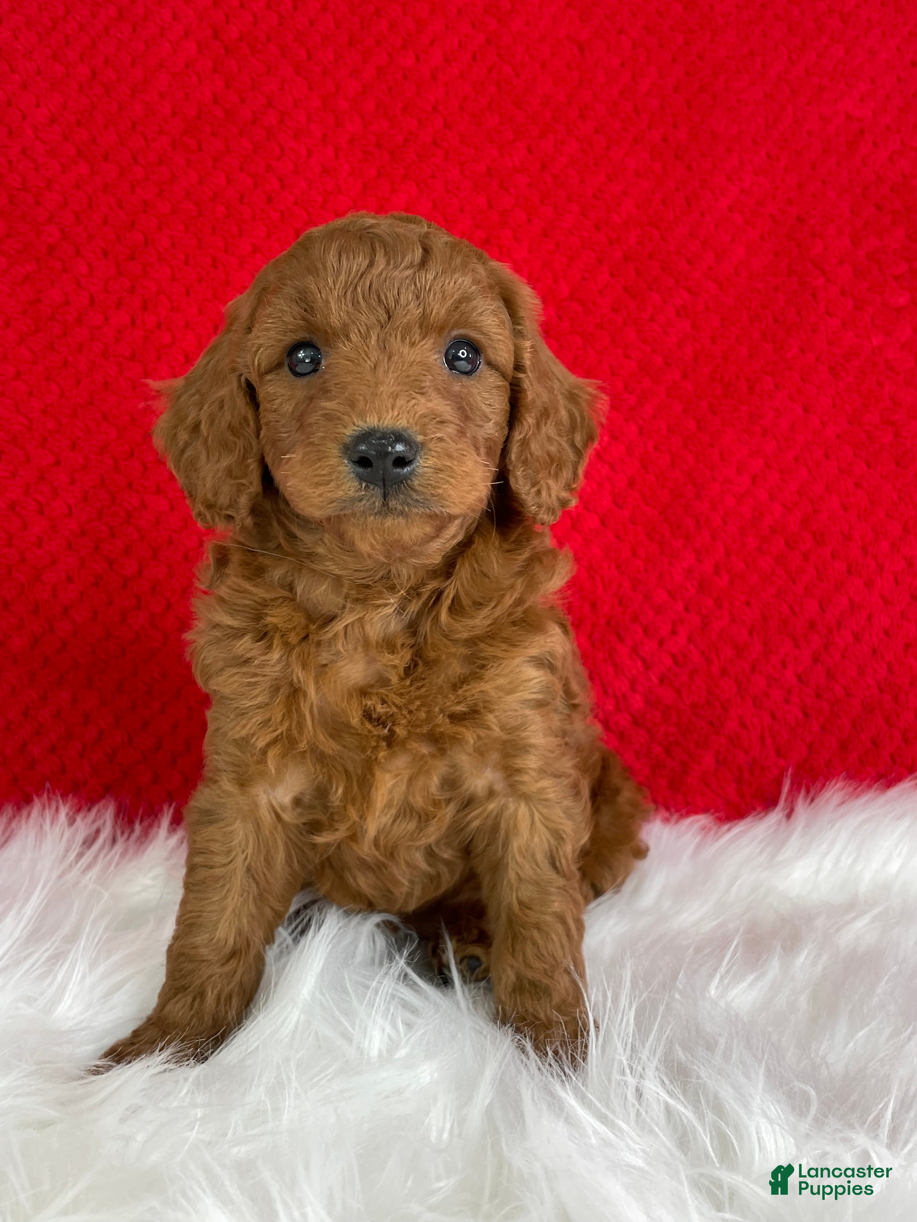 Mini Goldendoodle dogs Sadie - Ad 2