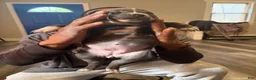 American Bully dogs for sale: American Bully Puppy 5 - Ad 25