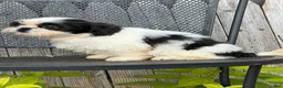 Shih Tzu dogs for sale: Shane Shih Tzu  - Ad 18