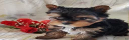 Yorkshire Terrier dogs for sale: Sasha - Ad 3