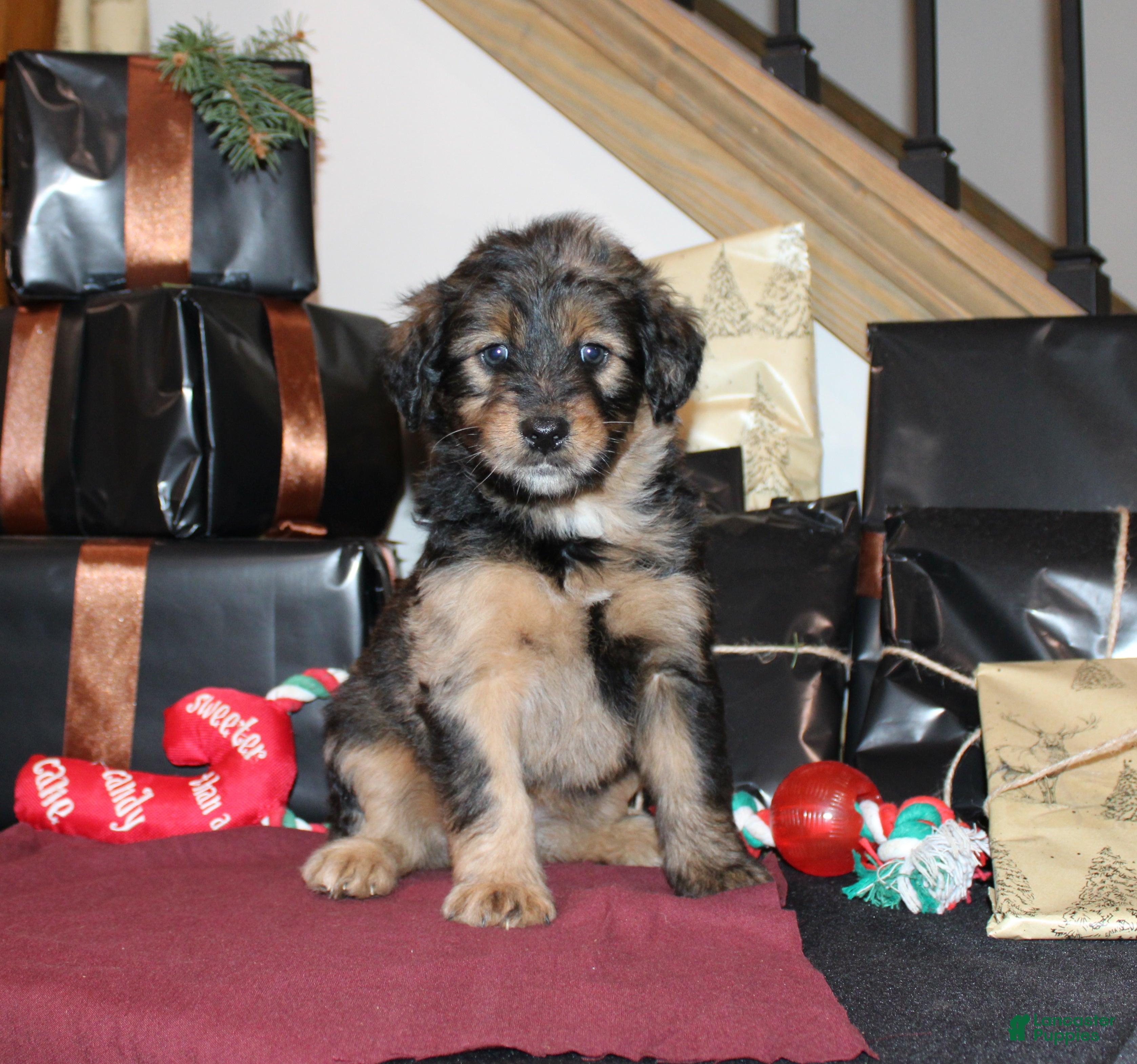 Whoodle dogs Lizzy - Ad 4