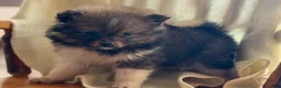 Pomeranian dogs for sale: Keisha - Ad 2