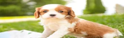 Cavalier King Charles Spaniel dogs for sale: Evie - Ad 6