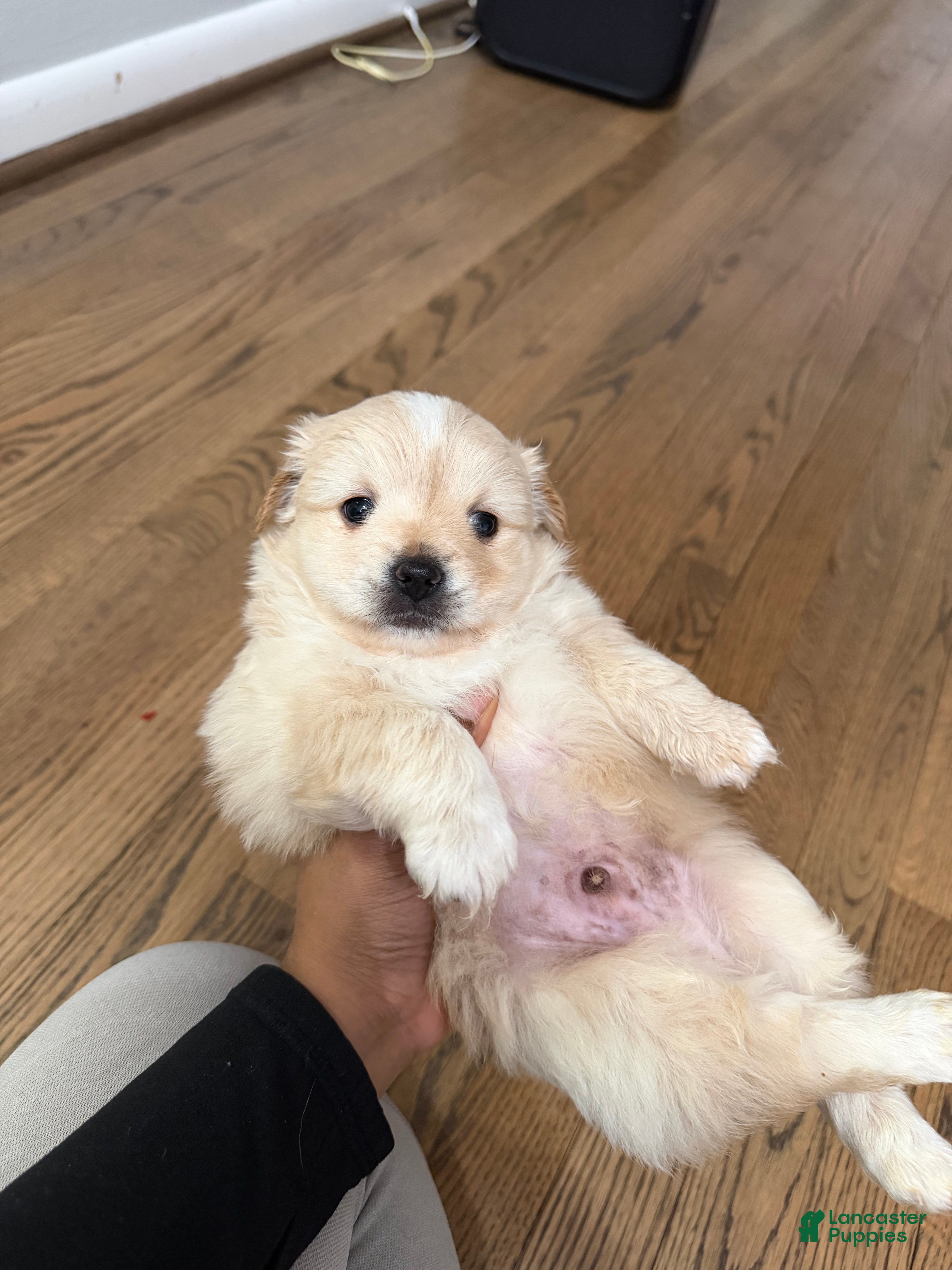 Mixed Breed dogs Pomapoo Breed Puppy 1 - Ad 38