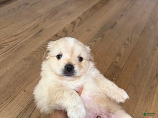 Mixed Breed dogs Pomapoo Breed Puppy 1 - Ad 33