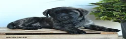 English Mastiff dogs for sale: Gilbert - Ad 3