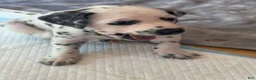 Dalmatian dogs for sale: Dalmatian 3 - Ad 4