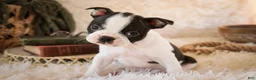 Boston Terrier dogs for sale: Crew - Ad 4