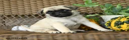 Pug dogs for sale: Peanut - Ad 5