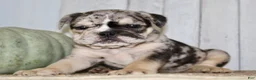 Mixed Breed dogs for sale: Mabel Female English Bulldog - Ad 3
