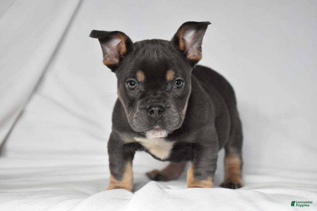 Mixed Breed dogs for sale: Chase - Ad 6