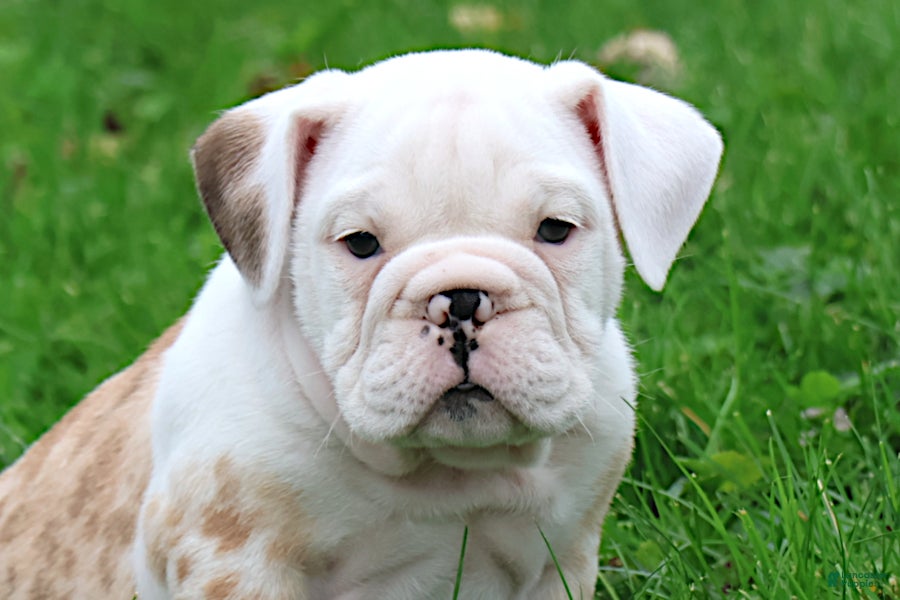 English Bulldog dogs for sale: Konig - Ad 1