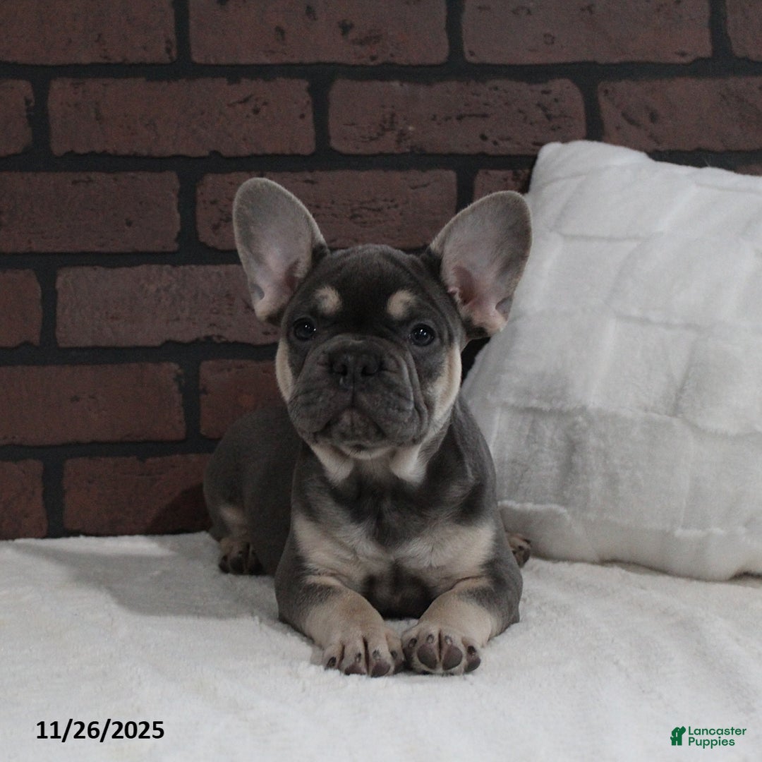 French Bulldog dogs for sale: Bubbles - Ad 3