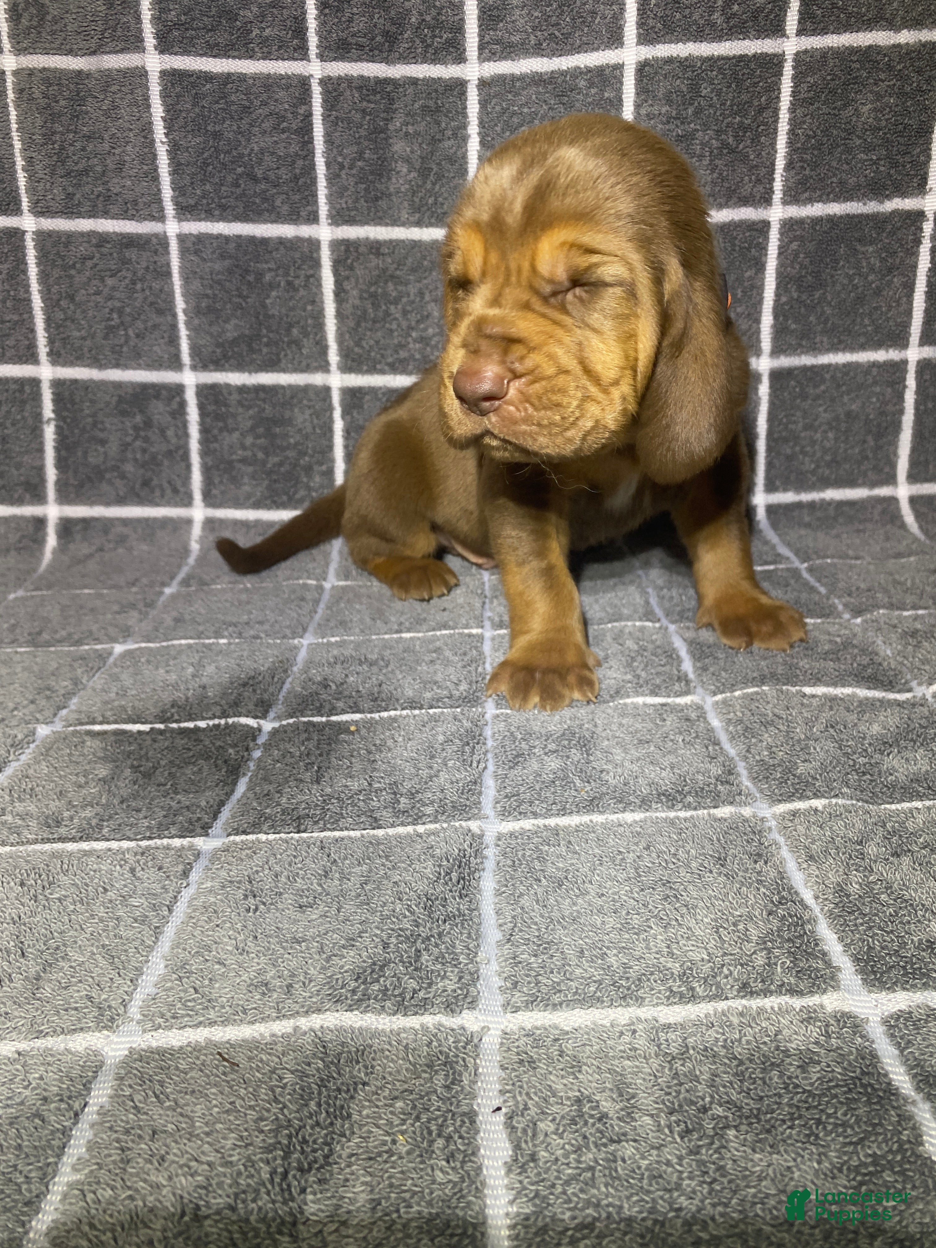 Bloodhound dogs Orange Collar - Ad 7