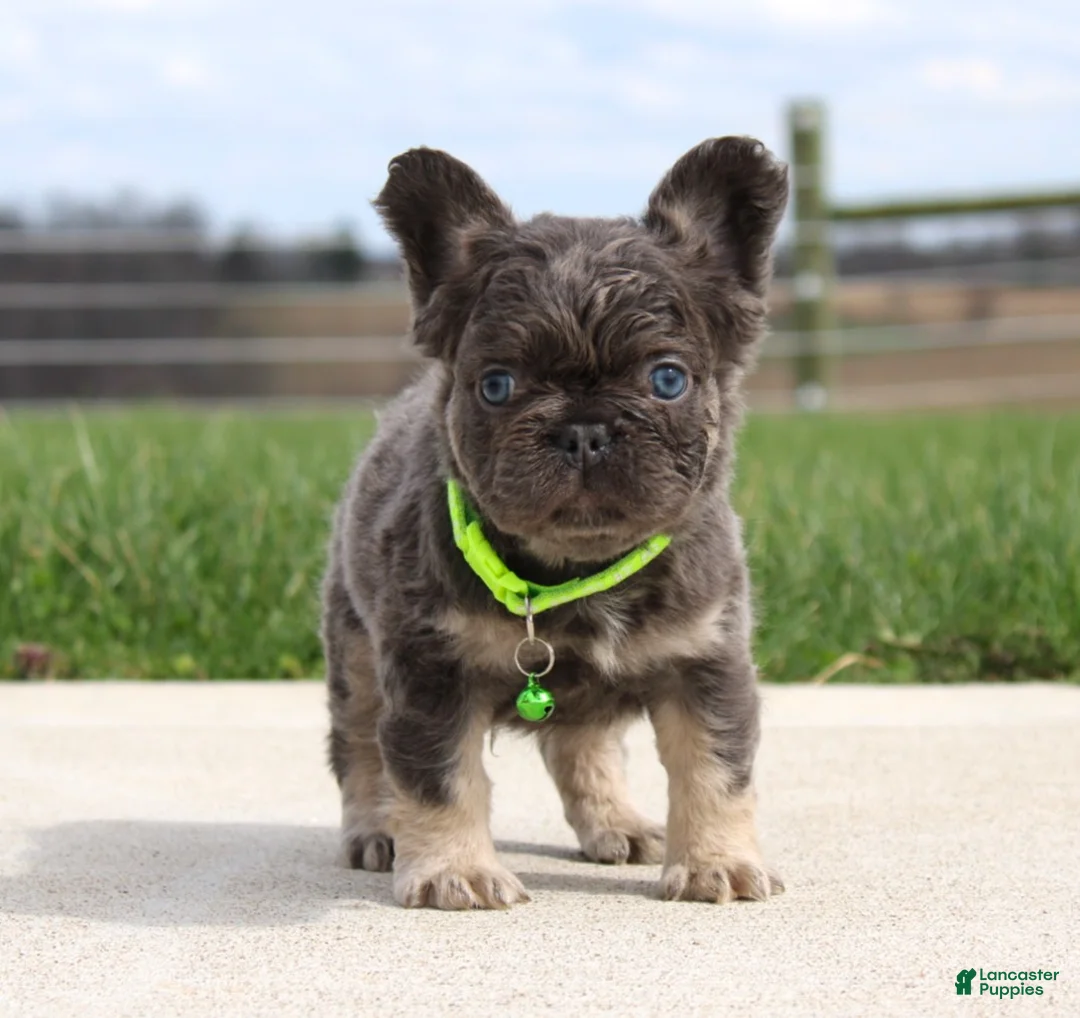 French Bulldog dogs for sale: Bentley - Ad 1