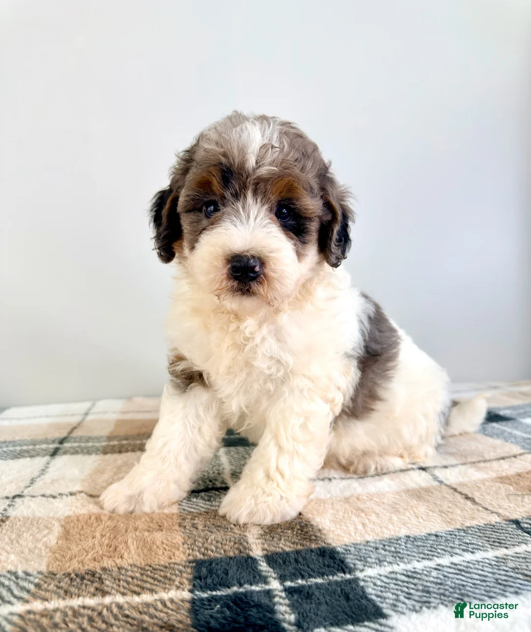 Bernedoodle dogs for sale: Gru - Ad 2