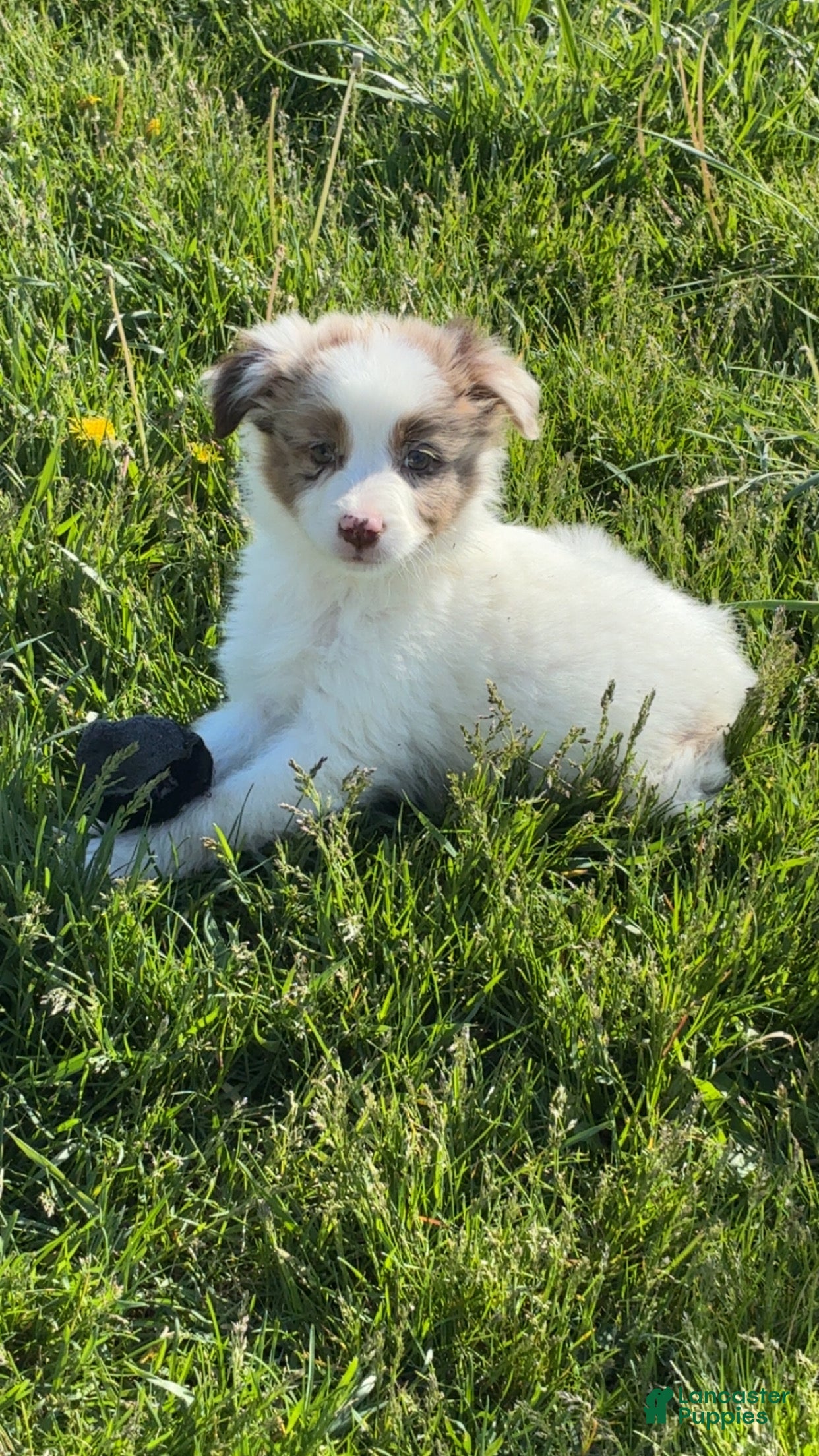 Mixed Breed dogs for sale: Mixed Breed Puppy 2 - Ad 4